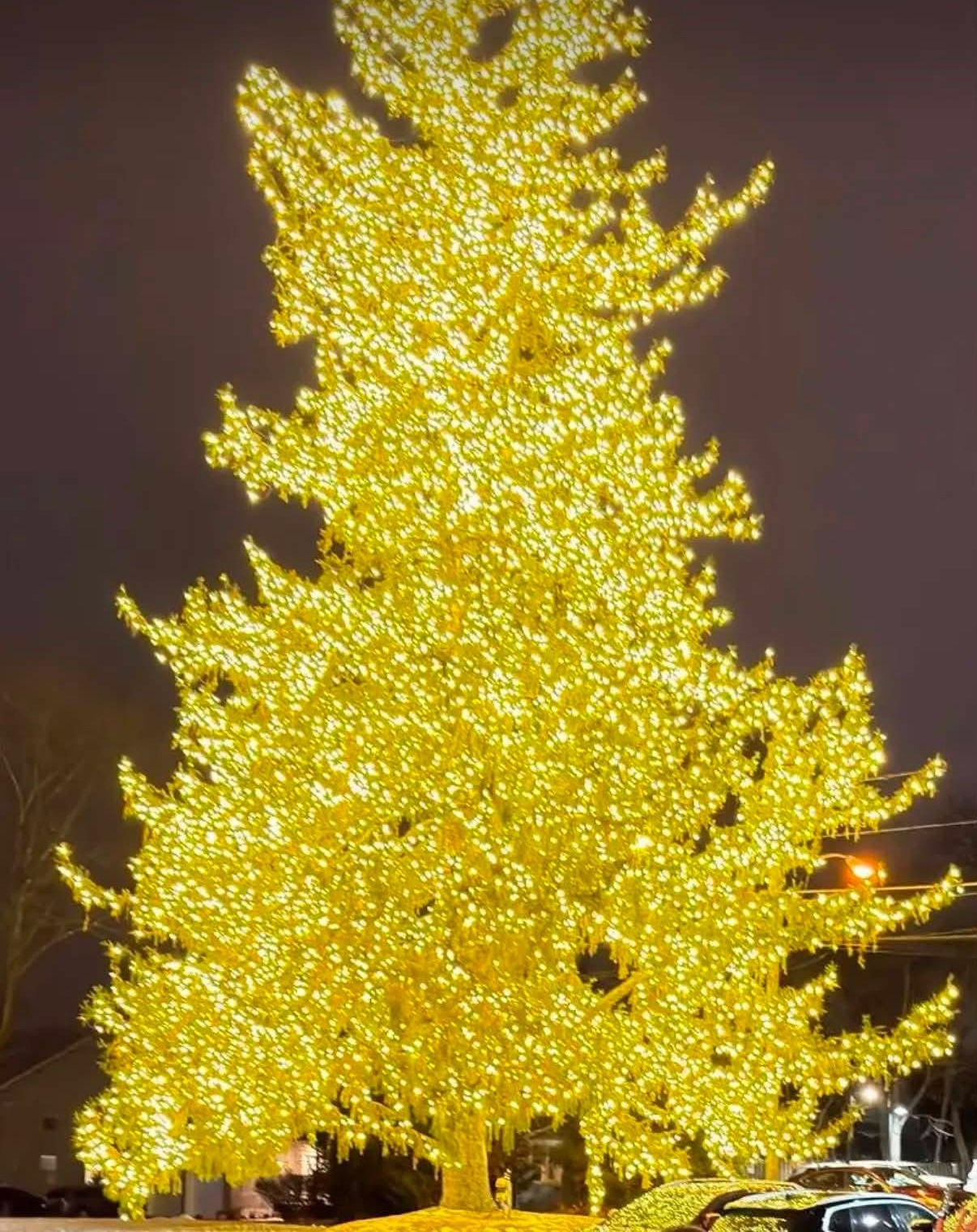 Large tree densely wrapped in warm golden Christmas lights at night